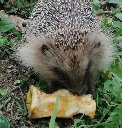 Petite Maison Dans Les Bois Nocleg ze śniadaniem