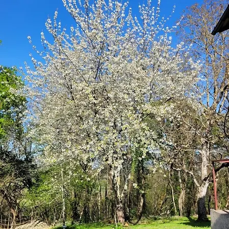 Petite Maison Dans Les Bois