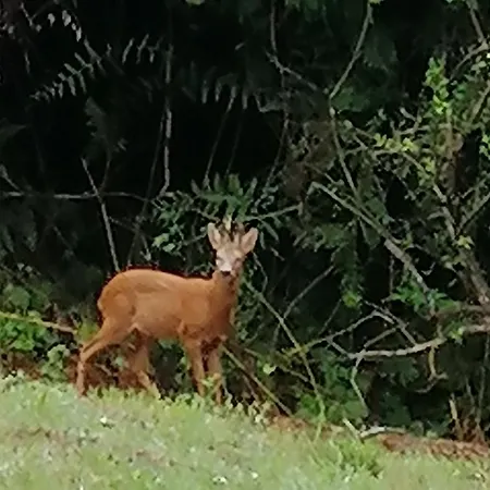 Petite Maison Dans Les Bois Nocleg ze śniadaniem Villefranque (Hautes-Pyrenees)