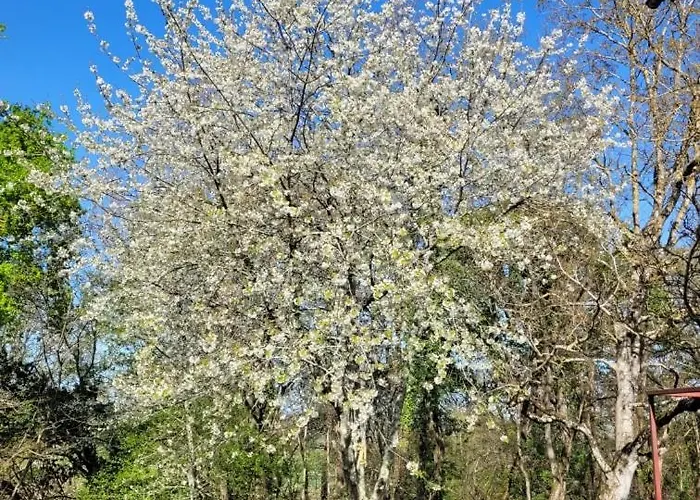 Petite Maison Dans Les Bois