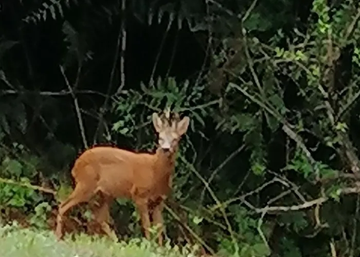 Petite Maison Dans Les Bois Bed & Breakfast Villefranque (Hautes-Pyrenees)